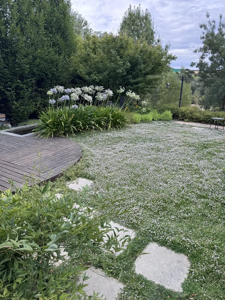 Jardín con césped blanqueado por un episodio meteorológico; fotografía 2 de esta serie