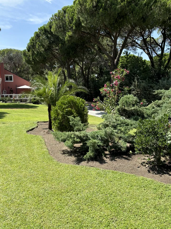 Jardín con césped y plantaciones bajo pinos
