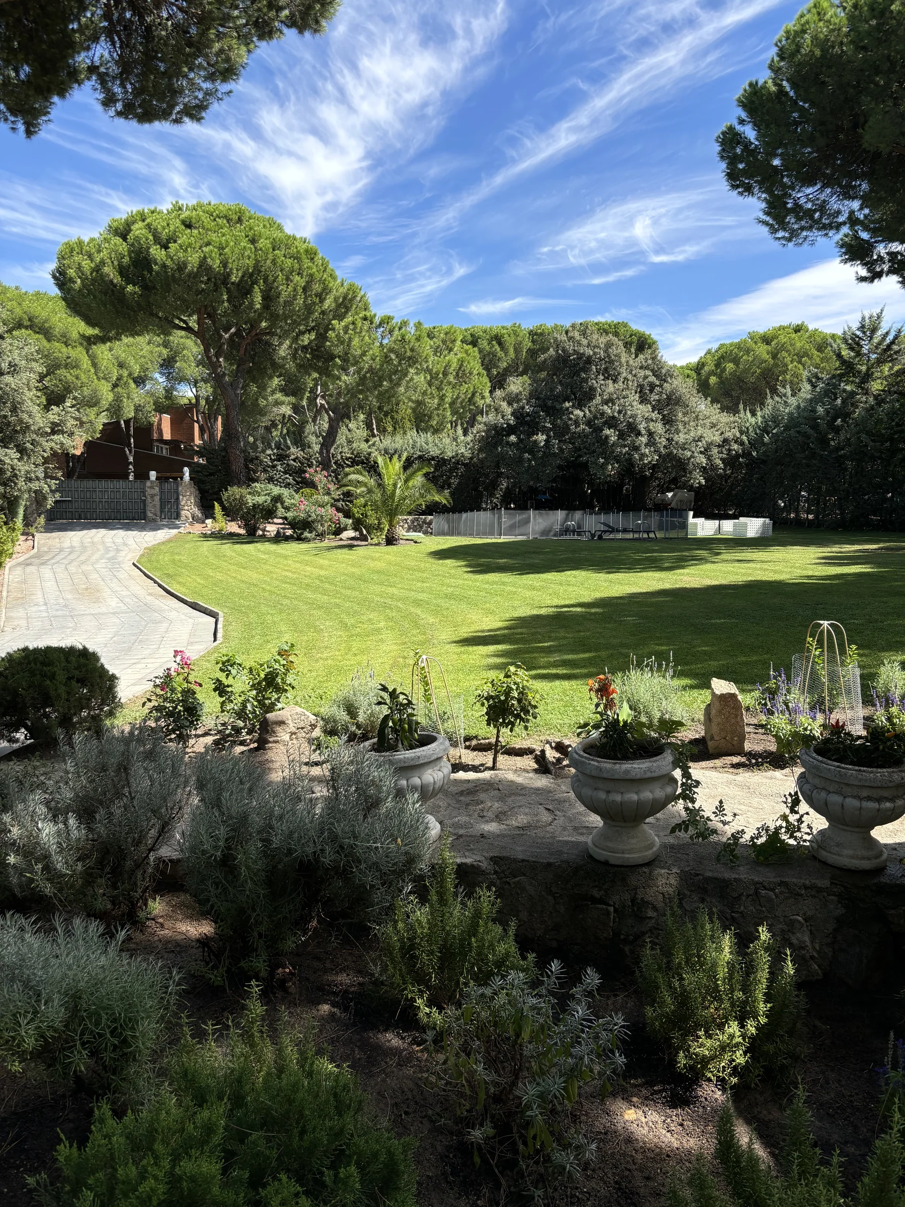 Jardín verde con pradera y grandes pinos