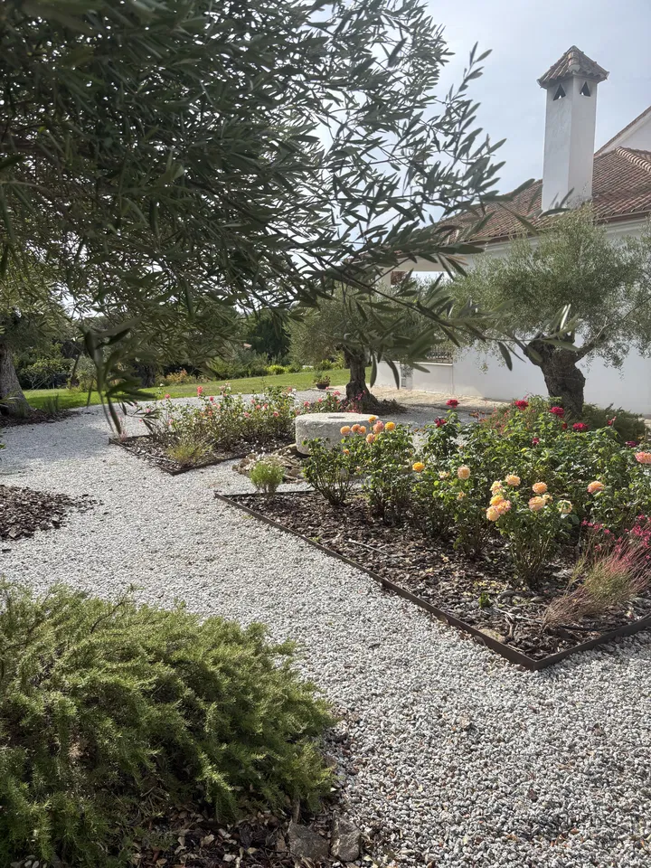 Paisajismo de vivienda con grava clara, olivo y rosales; fotografía 3 de esta serie
