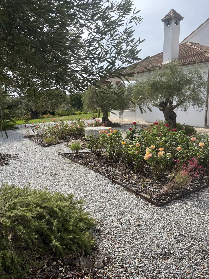 Paisajismo de vivienda con grava clara, olivo y rosales; fotografía 4 de esta serie