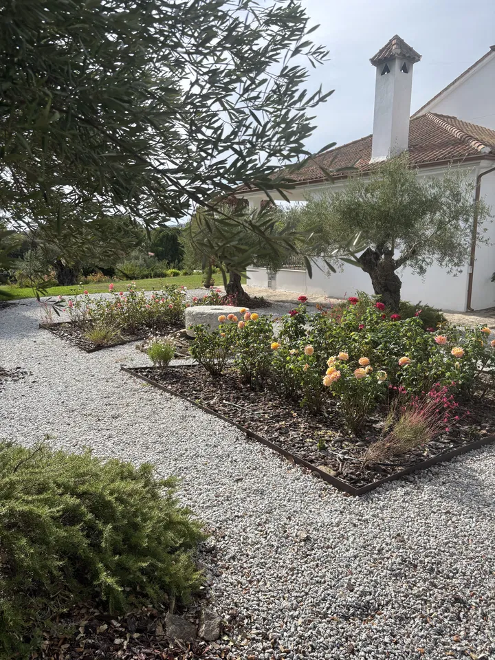Paisajismo de vivienda con grava clara, olivo y rosales; fotografía 5 de esta serie